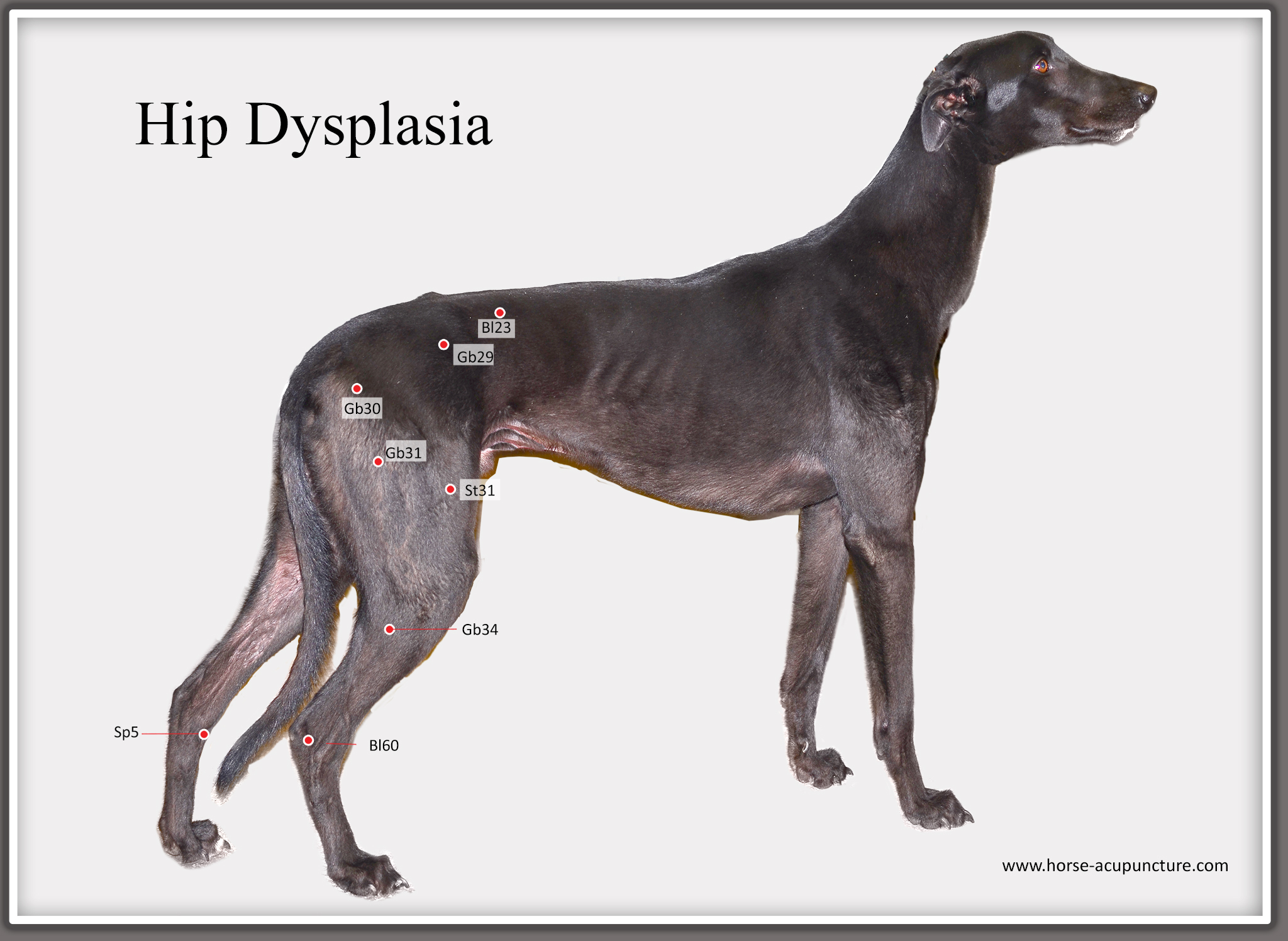 Example canine acupuncture chart – Hip Dysplasia