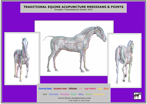 horse meridian chart