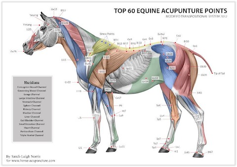 Equine Acupuncture Points chart